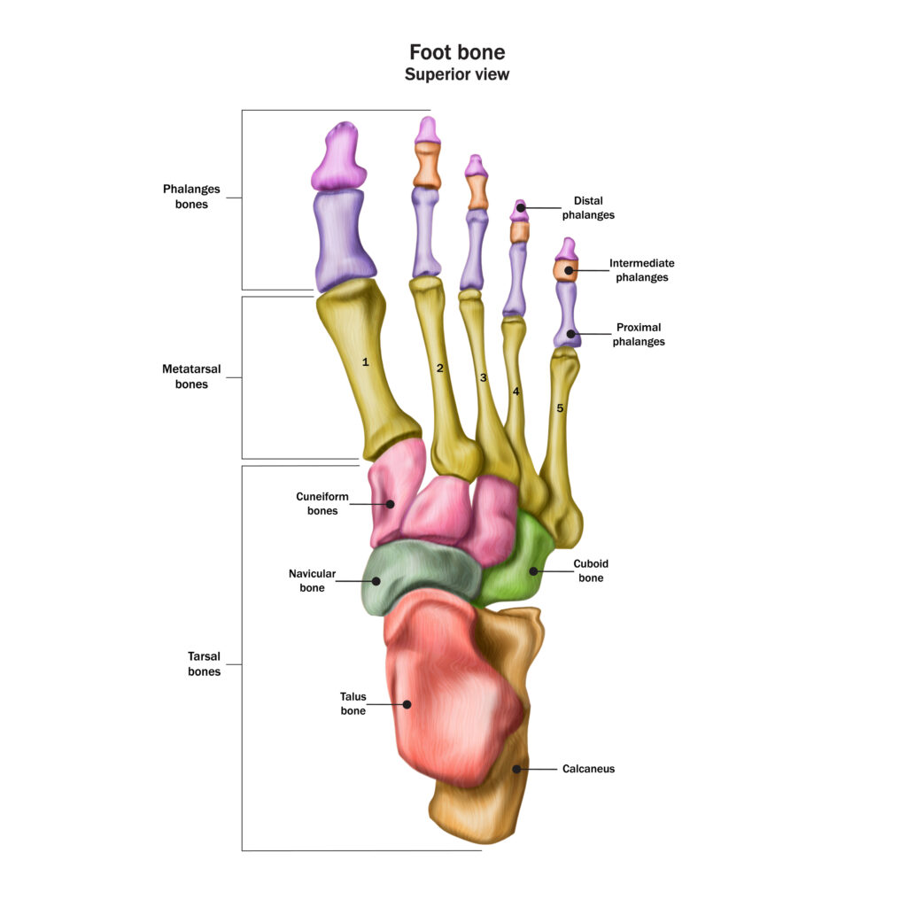  bones of the human foot