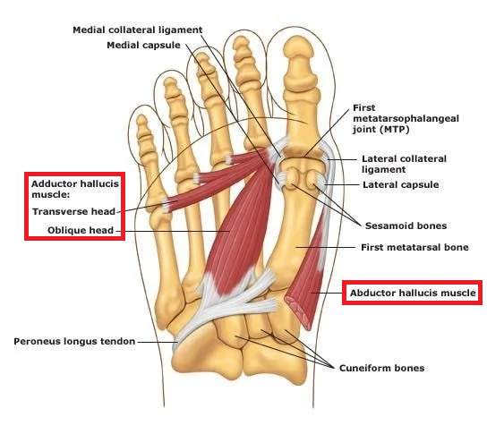 big toe anatomy