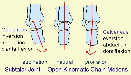 Subtalar Joint – Open Kinematic Chain Motions. Digital Image. Morphopedics. Web. 26 March 2018 